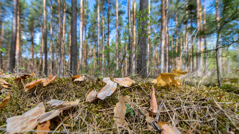 ARCHIV - 25.04.2019, Brandenburg, Melchow: Trockene Rinde und Kiefernnadeln liegen auf dem Boden in einem Kiefernwald bei Eberswalde..