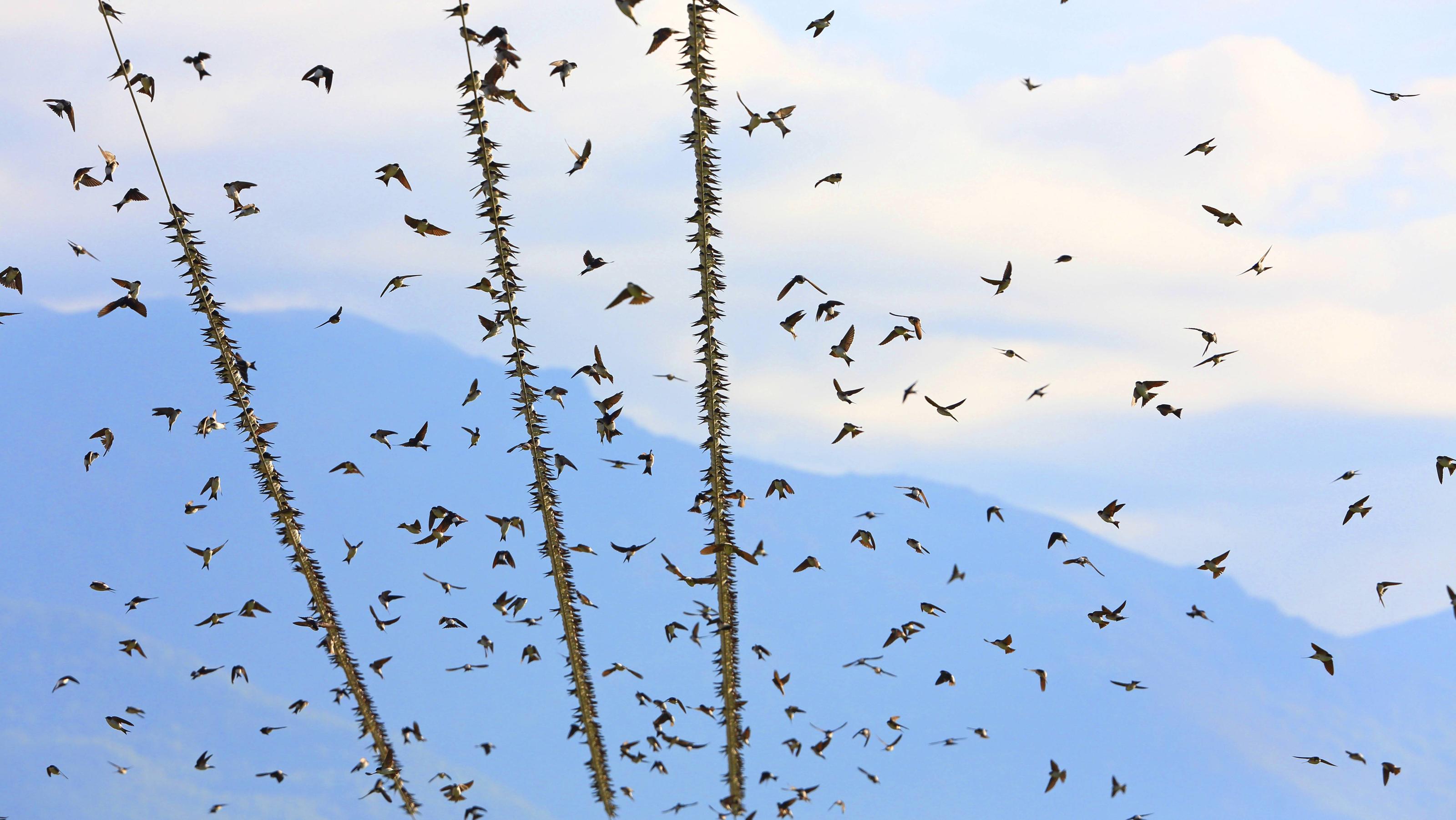 Mehlschwalbe, Mehl-Schwalbe Delichon urbica, auf Leitungen rastende und fliegende Durchzuegler, Griechenland, Makedonien, Kerkini-See common house martin Delichon urbica, migrating swallows resting and flying on telephone lines, Greece, Macedonia, L