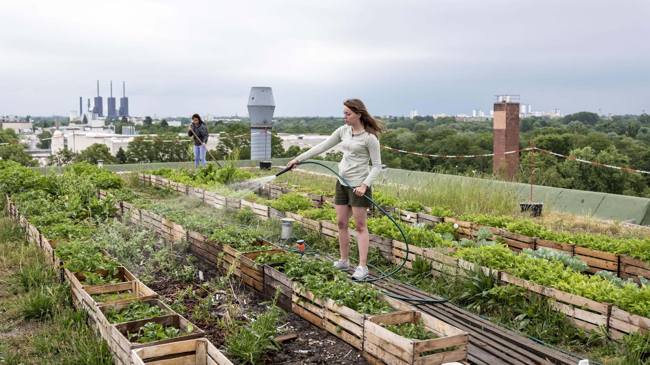 Young woman, waters herbs and plants on a urban roof garden