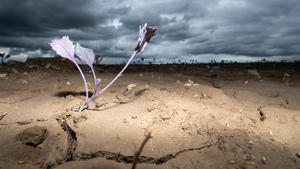 28.04.2020, Baden-Württemberg, Filderstadt: Dunkle Wolken ziehen über ein Feld mit jungen Pflanzen. Im Boden sind aufgrund der Trockenheit in den letzten Wochen Risse. Foto: Sebastian Gollnow/dpa +++ dpa-Bildfunk +++