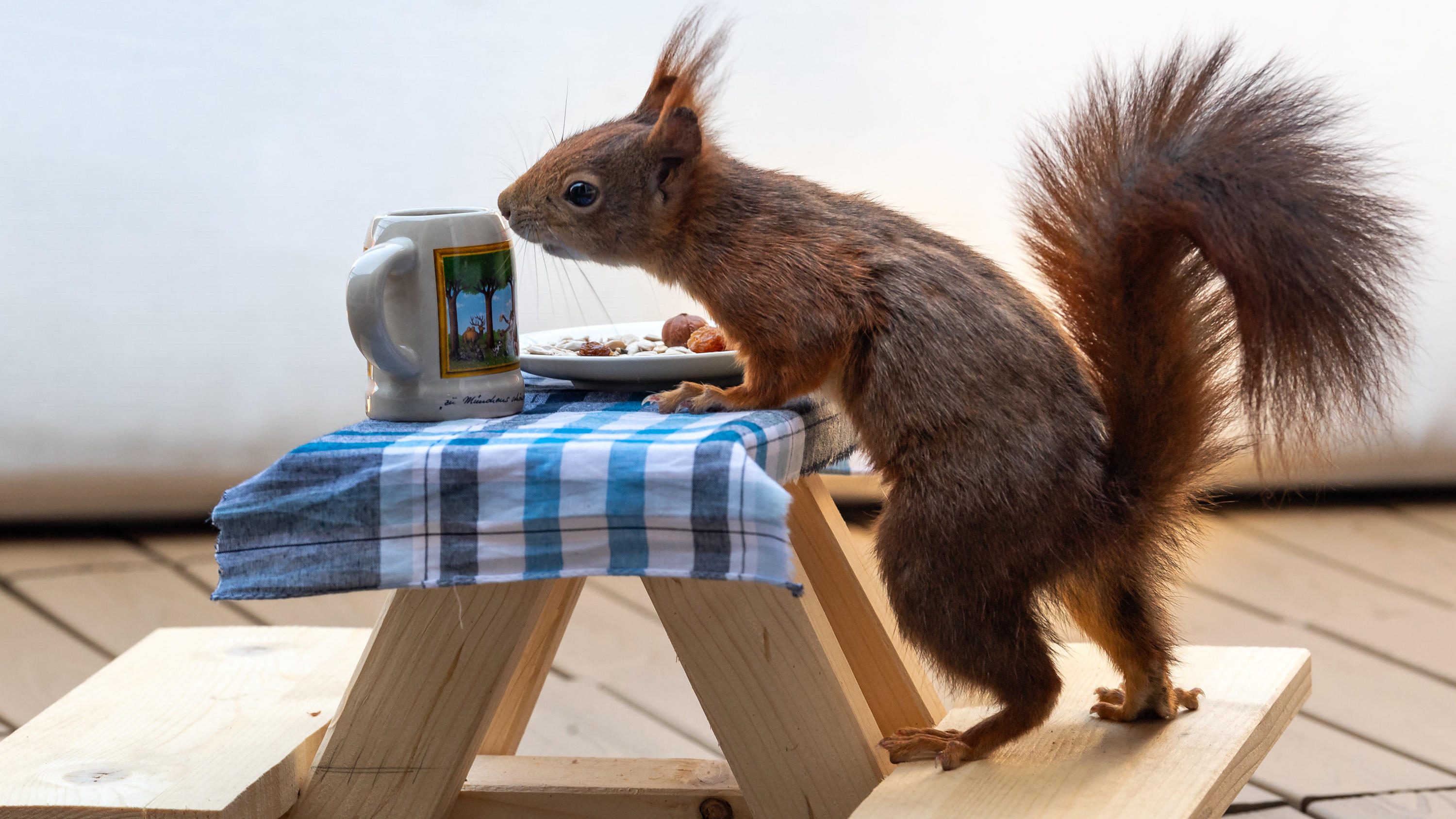 06.05.2020, Bayern, München: Ein rotes Eichhörnchen futtert auf einer extra angefertigten kleinen Bierbank, die auf einem Balkon steht, Nusskerne von einem kleinen Teller. Die Holzkonstruktion haben sich befreundete Kinder der Familie einfallen lasse
