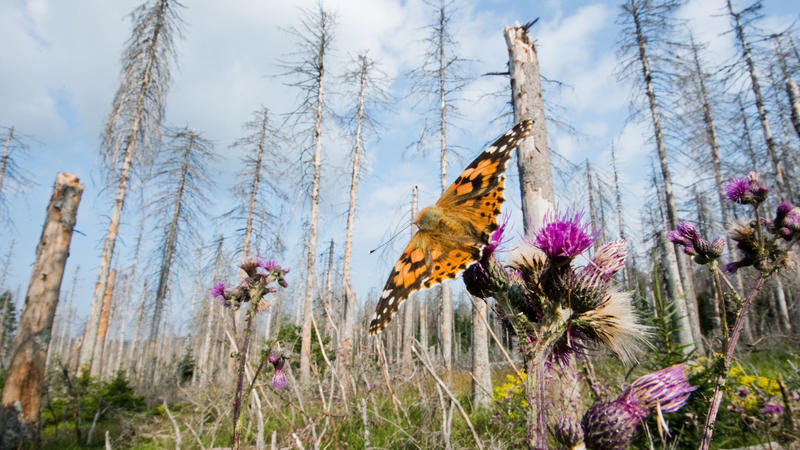 Niedersachsen, Oderbrück: Ein Distelfalter sitzt auf einer Distel in einem vom Borkenkäfer zerstörten Fichtenwald. Der Naturschutzbund (Nabu) fordert deutlich schärfere Gesetze zum Erhalt der Artenvielfalt