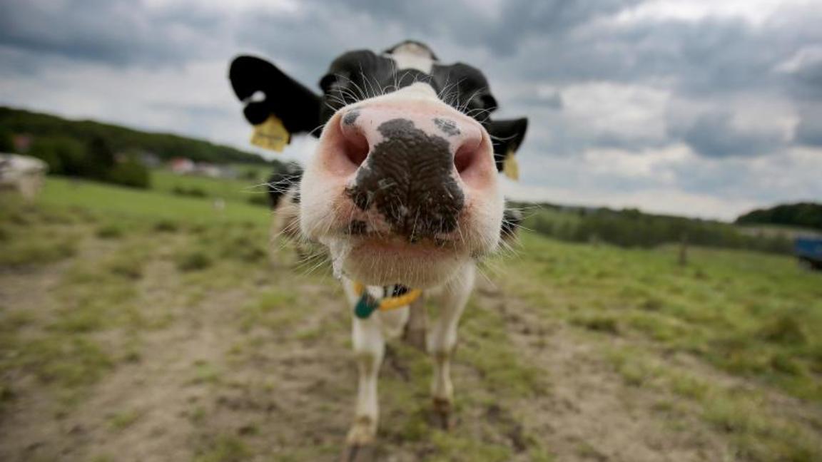 Eine Kuh auf einer Weide. Foto: Oliver Berg/dpa/Symbolbild