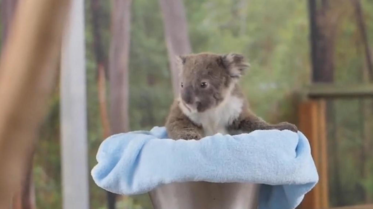 Koalas In Australien Vom Aussterben Bedroht Babykoala Macht Hoffnung Wetter De