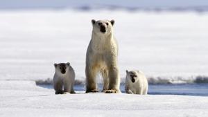 In der Kälte der Arktis fühlen sich die Eisbären wohl.