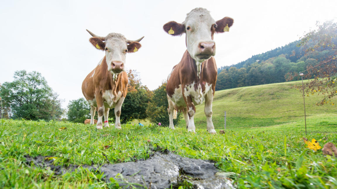 Zwei Kühe stehen am 08.10.2014 in Gmund am Tegernsee (Bayern) hinter einem Kuhfladen auf der Weide. Foto: Marc Müller/dpa |