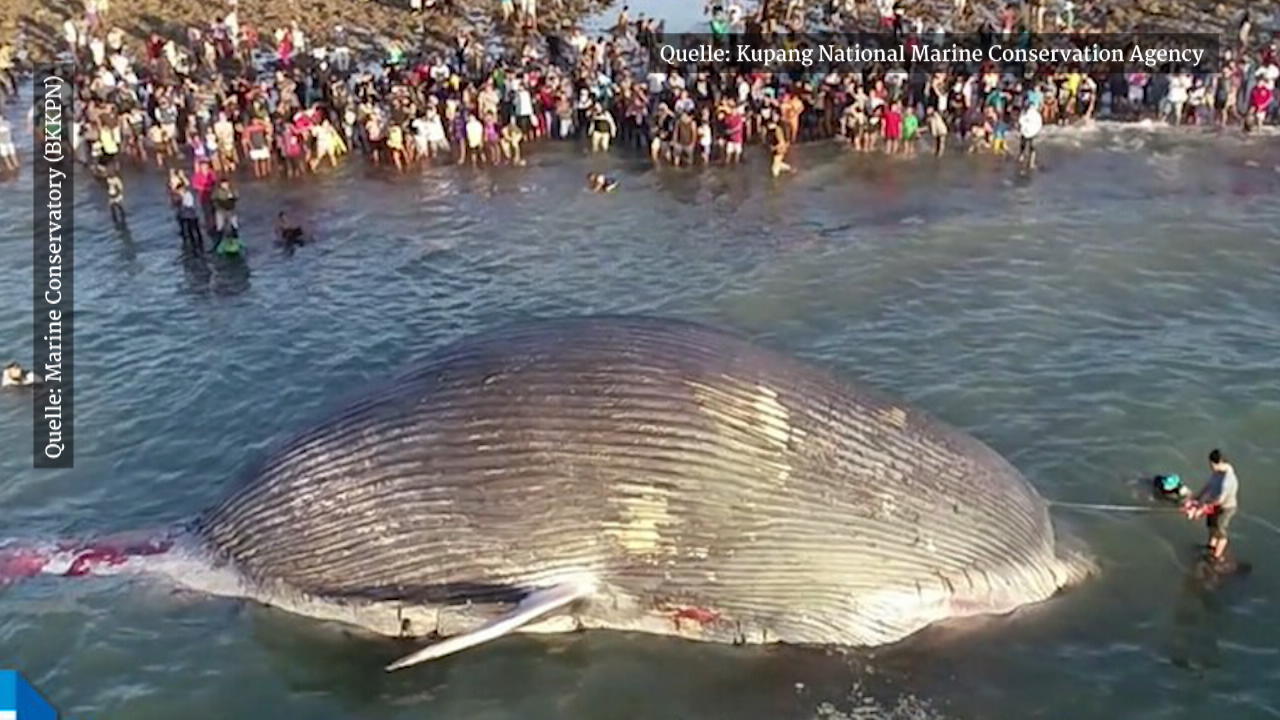 Video Toter 100 Tonnen Blauwal In Indonesien Gestrandet Wetter De