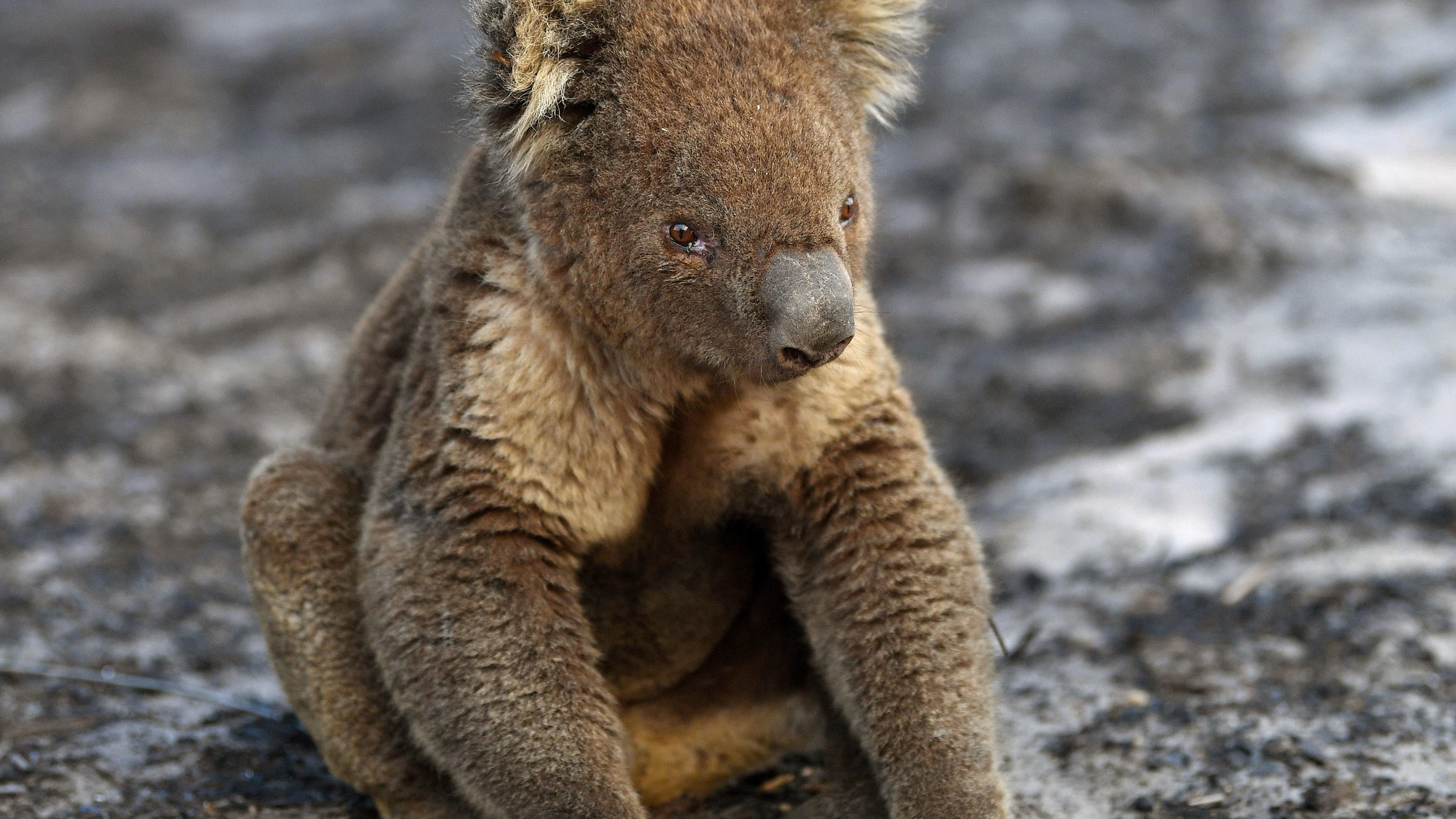 Australien Tiere : 15 Tiere in Australien, die man sonst nur aus dem