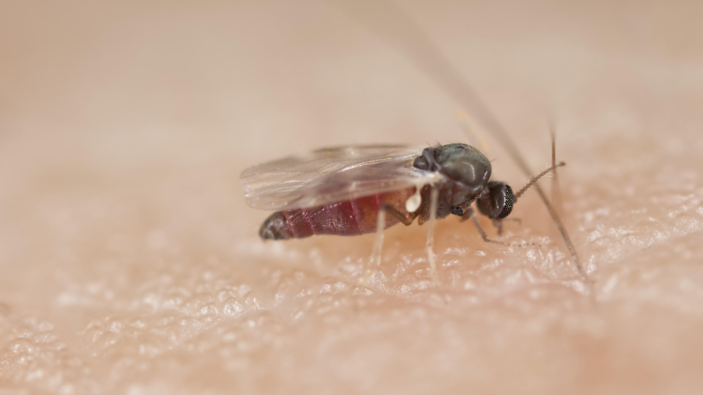 Insektenstiche zuordnen So unterscheiden Sie Mücken