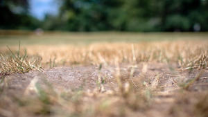 18. Juli 2020: Dresden Sachsen, Grosser Garten: Die Wiesen im Park sind zu grossen Teilen vertrocknet und verbrannt. *** 18 July 2020 Dresden Saxony , Großer Garten The meadows in the park are largely dried up and burnt