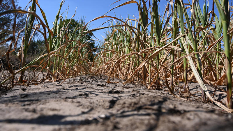 Die Ernte ist bei dieser Hitze und dem fehlenden Regen in Gefahr- Feld mit vertrockneten Maispflanzenbei Flatow, Kremmen, Landkreis Oberhavel, Brandenburg, Deutschland *** The harvest is in danger with this heat and the lack of rain Field with withe