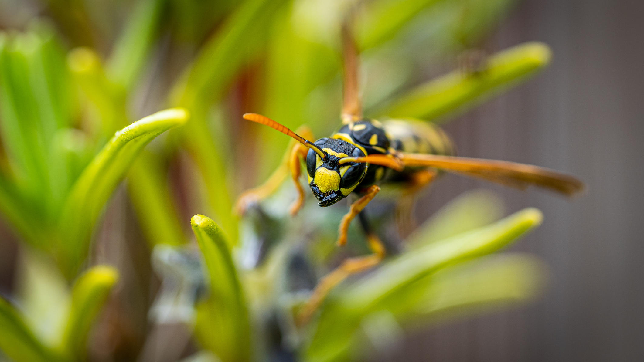 Diese 5 Pflanzen Halten Mucken Wespen Und Andere Tierische Nervensagen Fern Wetter De