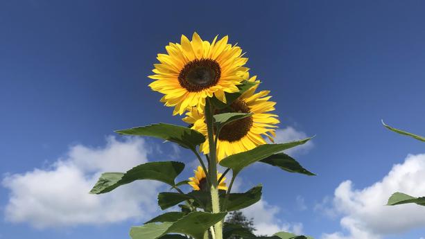  Ein Feld mit Sonnenblumen in der Nähe von Hamburg 04.08.2020 *** A field of sunflowers near Hamburg 04 08 2020