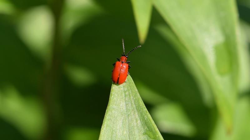 Rote Käfer im Garten Wie gefährlich sind Feuerwanzen und Co. für