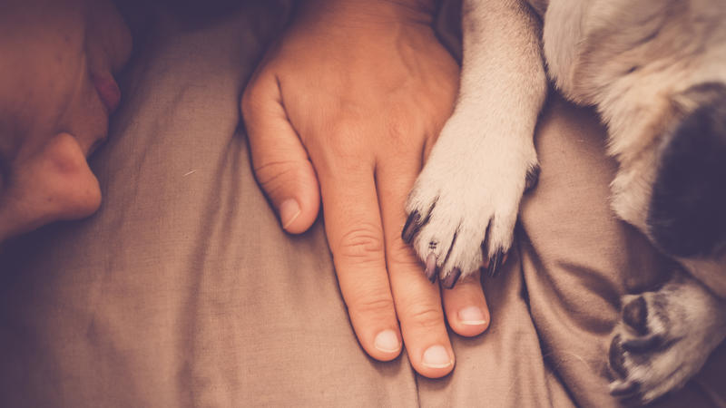 Hund legt Pfote auf Hand des Herrchens