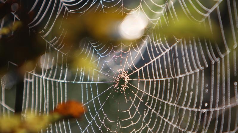 Ein Spinnennetz hängt am Dienstag (22.09.2009) an herbstlich gefärbten Blättern bei Ebenhofen (Schwaben). Altweibersommer mit Temperaturen zwischen 19 und 25 Grad herrscht derzeit in Bayern. Foto: Karl-Josef Hildenbrand dpa/lby +++(c) dpa - Bildfunk+