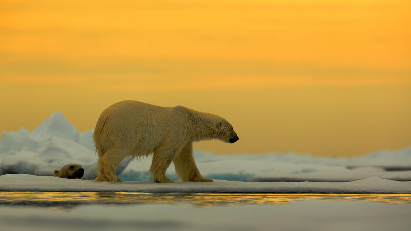 Eisbär Ursus maritimus im Treibeis vor Sonnenuntergang, Spitzbergen, Norwegen *** Polar bear Ursus maritimus in drift ice before sunset, Spitsbergen, Norway Copyright: xOndrejxProsickyx BIA157169