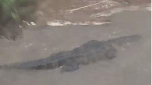 Vier Meter langer Alligator schwimmt im Vorgarten