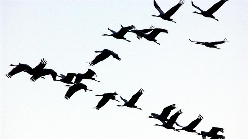Zugvögel fliegen früher: Sind wir Menschen schuld daran?