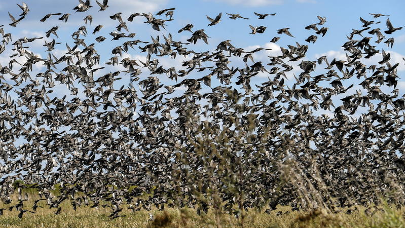 Zugvögel fliegen über dem Dorf Piaski, Ostpolen. Unter Vogelzug versteht man den jährlichen Flug der Zugvögel von ihren Brutgebieten zu ihren Überwinterungsgebieten und wieder zurück. Foto: Wojtek Jargilo/PAP/dpa +++ dpa-Bi