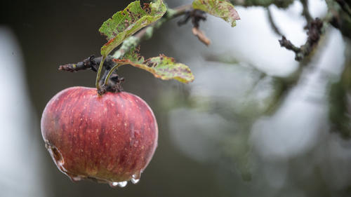 29.09.2020, Baden-Württemberg, Kaisersbach: Ein nasser Apfel hängt auf einer Streuobstwiese an einem Baum. Foto: Sebastian Gollnow/dpa +++ dpa-Bildfunk +++