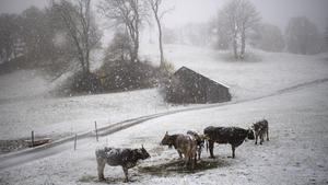 26.10.2020, Schweiz, St. Margrethenberg: Kühe stehen im Neuschnee. Nach dem milden Herbstwetter sinkt die Schneefallgrenze heute auf 1200 Meter. Foto: Gian Ehrenzeller/KEYSTONE/dpa +++ dpa-Bildfunk +++