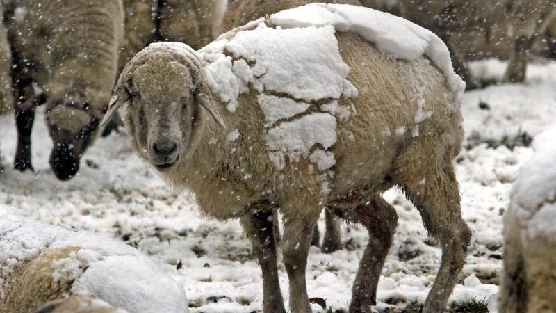 Eine Schafherde vom Schneefall überrascht.