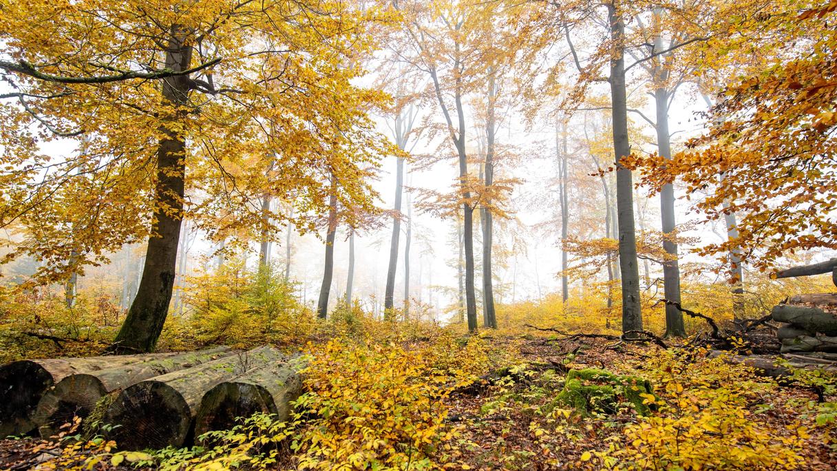 Wetter In Trier 14 Tage Wetter In Trier 14 Tage