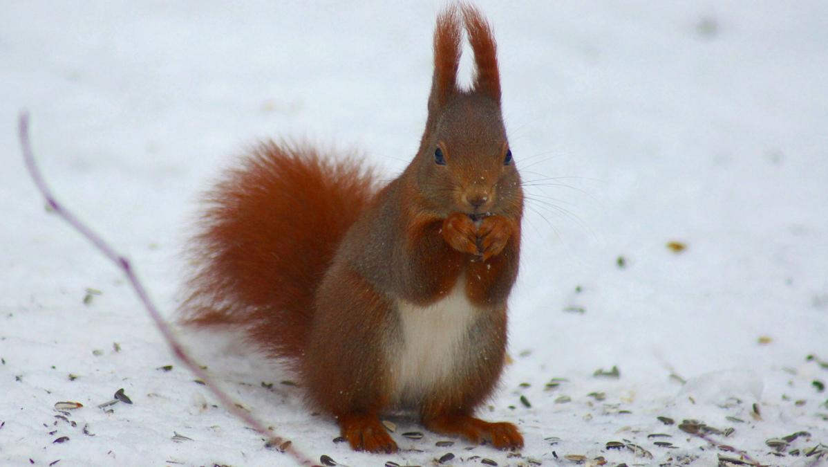 Eichhörnchen, Vögel, Igel - wie kann ich im Winter den Tieren helfen