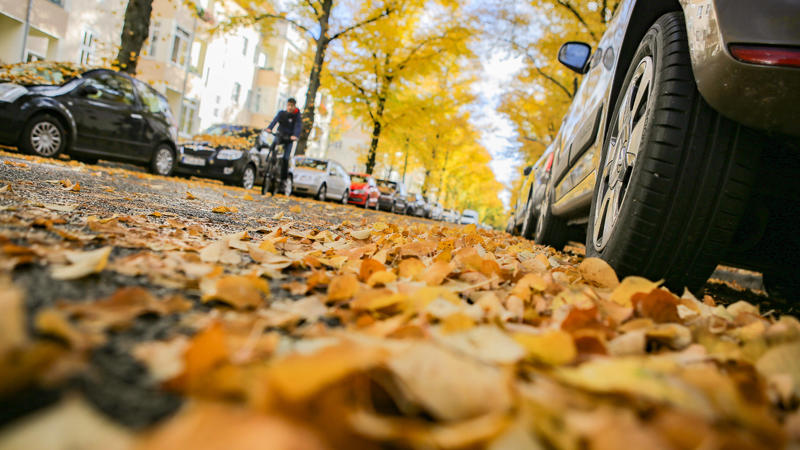 Herbst in Berlin, Buntes Herbstlaub im Oktober Berlin Berlin Deutschland *** Autumn in Berlin, Colourful autumn leaves in October Berlin Berlin Germany