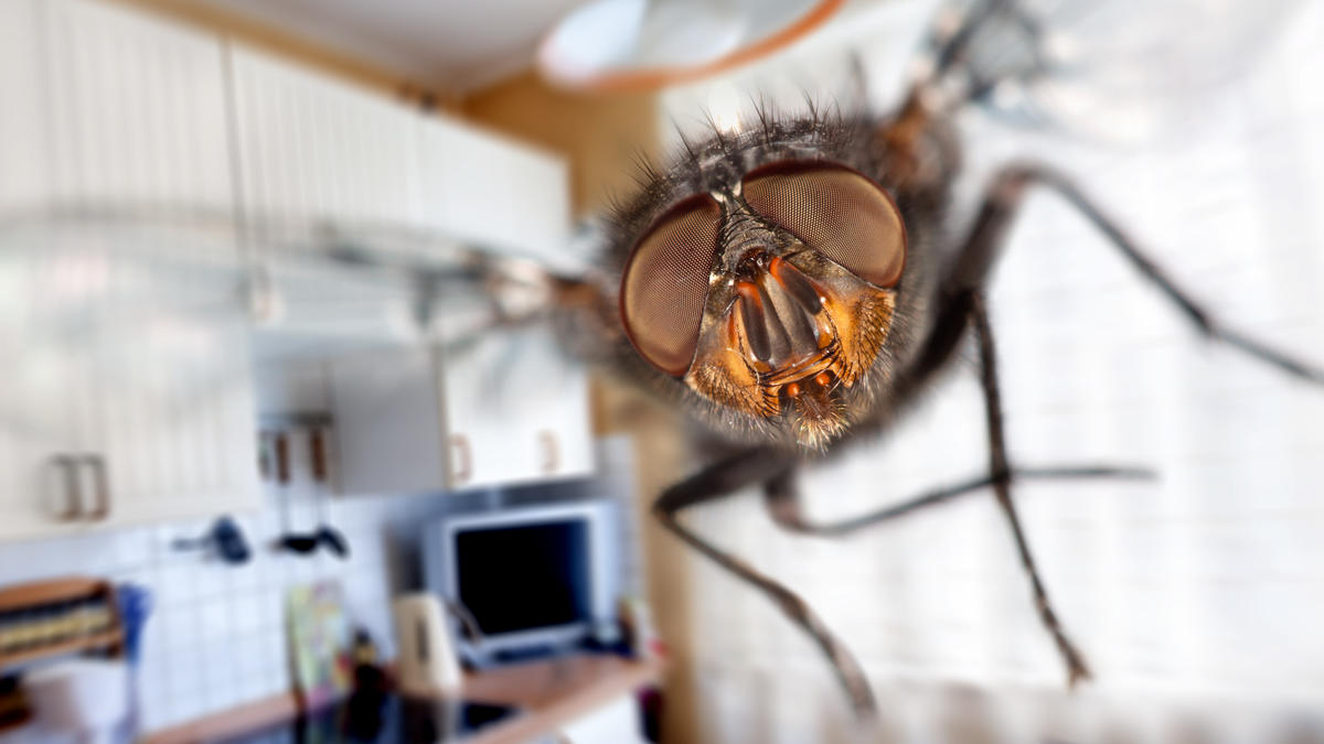 FliegenPlage in der Wohnung Deswegen ärgern uns Insekten