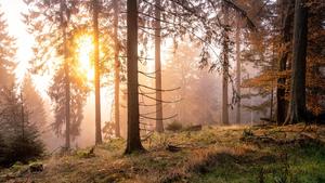 Sonnenaufgang im Nebel 25.10.2020, Schmitten Hessen: Die aufgehende Sonne scheint durch Nebelschwaden im herbstlichen Wald am Großen Feldberg im Taunus., Schmitten Deutschland *** Sunrise in the fog 25 10 2020, Schmitten Hessen The rising sun shines through wafts of mist in the autumnal forest at the Großer Feldberg im Taunus , Schmitten Germany