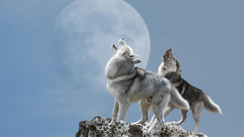 A pair of wolves singing their melancholy song for the moon Wolfsmond Vollmond