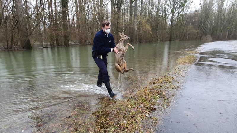 Ein Beamter der Wasserschutzpolizei Germersheim rettet ein erschöpftes Reh aus dem vom Hochwasser überfluteten Rhein-Altarm.