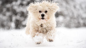 ARCHIV - 06.01.2021, Bayern, München: Die vierjährige Havaneser-Hündin Mojito springt durch den Schnee im Hofgarten in München. In der Corona-Pandemie haben sich mehr Menschen als sonst einen Hund angeschafft. Züchter berichten von einer extremen Nachfrage nach Welpen (Zu dpa-Korr «In der Corona-Pandemie sind viele auf den Hund gekommen») Foto: Matthias Balk/dpa +++ dpa-Bildfunk +++