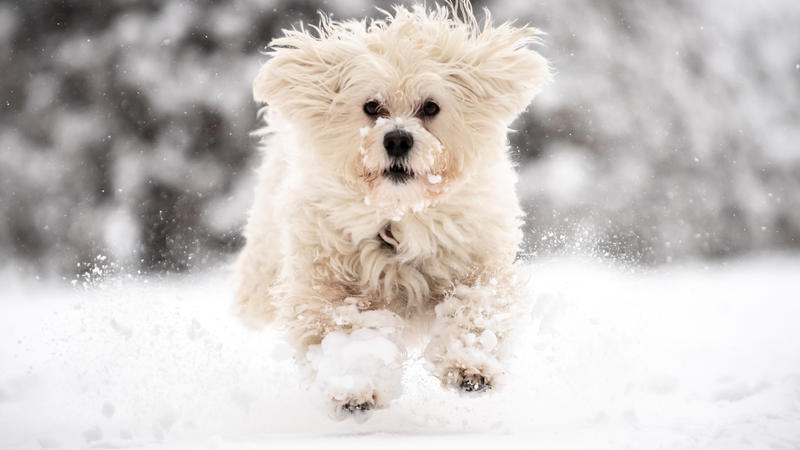 Die vierjährige Havaneser-Hündin Mojito springt durch den Schnee im Hofgarten in München. In der Corona-Pandemie haben sich mehr Menschen als sonst einen Hund angeschafft. 