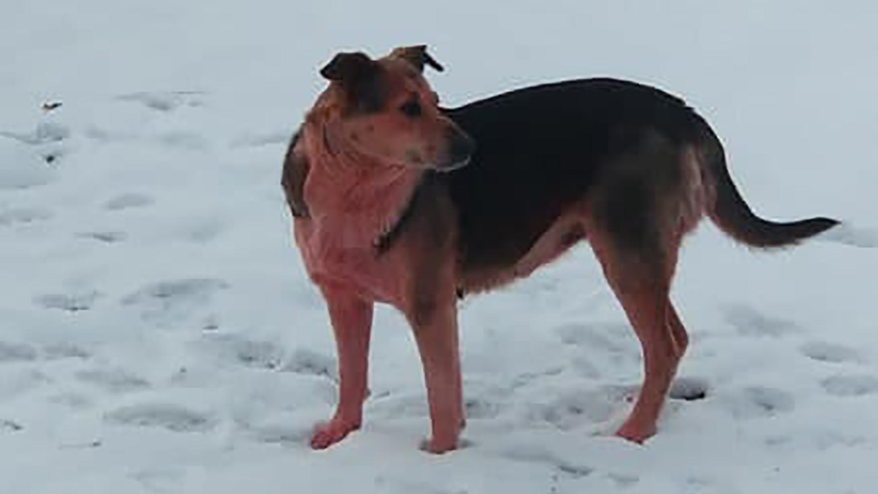 Russland Erst Blaue Jetzt Rosafarbene Hunde Bunte Tiere Stellen Behorden Vor Ratsel Wetter De