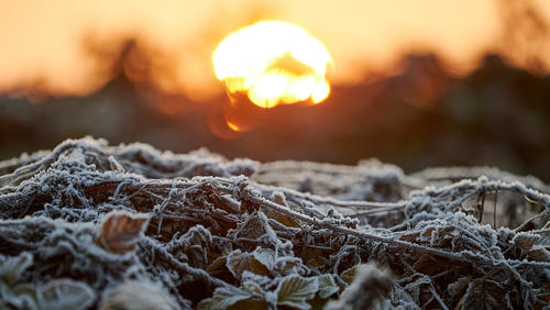 10.12.2020, Nordrhein-Westfalen, Köln: Die Morgensonne lässt nach einer Frostnacht die Rheinaue bei Köln-Langel erstrahlen. Foto: Henning Kaiser/dpa +++ dpa-Bildfunk +++