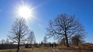 Vorfruehling im Siegerland, die naechsten Tage soll es auch weiterhin Fruehlingshaft bleiben mit angenehmen Temperaturen, Naturschutzgebiet Kirrberg, Trupbacher Heide, die Sonne strahlt vom blauen wolkenlosen Himmel, Spaziergaenger gehen vorbei Winter im Siegerland am 21.02.2021 in Freudenberg/Deutschland. NO MODEL RELEASE *** Early spring in the Siegerland, the next days it should remain springlike with pleasant temperatures, nature reserve Kirrberg, Trupbacher heath, the sun shines from the blue cloudless sky, walkers go past winter in the Siegerland on 21 02 2021 in Freudenberg Germany NO MODEL RELEASE