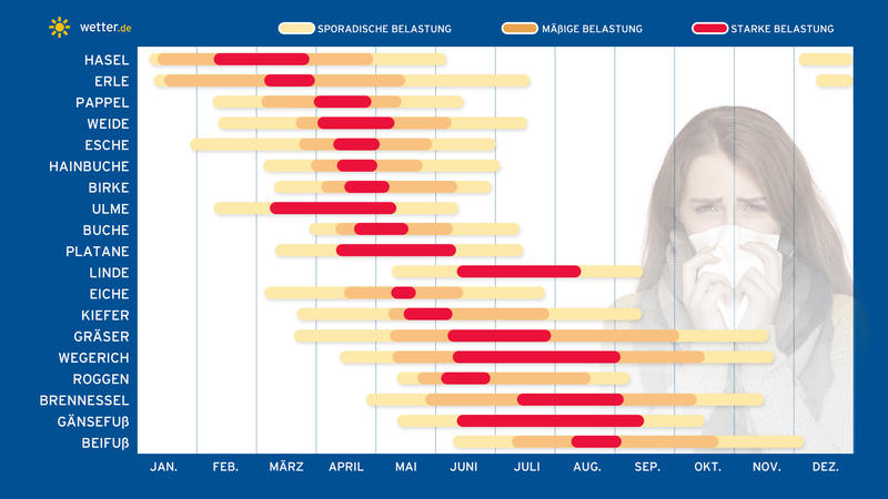 Die Graphik zeigt, wann welche Pollen normalerweise fliegen: Ein Pollenflugkalender.