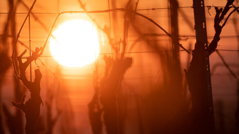01.03.2021, Baden-Württemberg, Mundelsheim: Die Sonne geht hinter kahlen Reben auf. Am 1. März ist der meteorologische Frühlingsbeginn. Foto: Sebastian Gollnow/dpa +++ dpa-Bildfunk +++