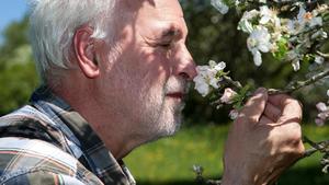 Older farmer smells on the blossom of his organic apple tree.