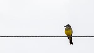 Little yellow bird on power cord and white background