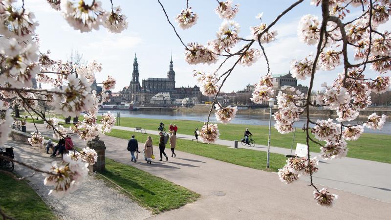 11.04.2021, Sachsen, Dresden: Passanten gehen am Ufer der Elbe vor der Kulisse der Altstadt hinter einer blühenden Zierkirsche entlang. Foto: Sebastian Kahnert/dpa-Zentralbild/dpa +++ dpa-Bildfunk +++