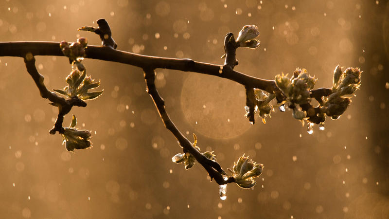 Wasser und Eis glänzen im Licht der aufgehenden Sonne auf Apfelbäumen, während diese bei Temperaturen unter dem Gefrierpunkt künstlich beregnet werden.