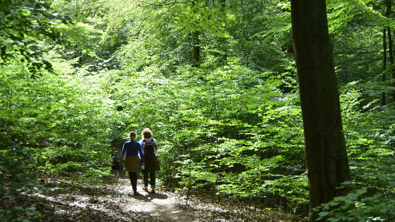Frauen wandern durch den deutschen Wald.  