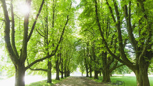 Germany, North Rhine-Westphalia, Cologne, Sun shining over treelined footpath in springtime park GWF06861