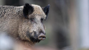ARCHIV - 03.03.2019, Bayern, Neuschönau: Ein Wildschwein steht auf einem Plateau im Wald. Fast 35 Jahre nach der Reaktor-Katastrophe im ukrainischen Tschernobyl sind die Tiere in einigen Regionen Bayerns noch immer radioaktiv belastet. (zu dpa «Wildschweine in Bayerns Wäldern teilweise noch radioaktiv belastet») Foto: Lino Mirgeler/dpa +++ dpa-Bildfunk +++