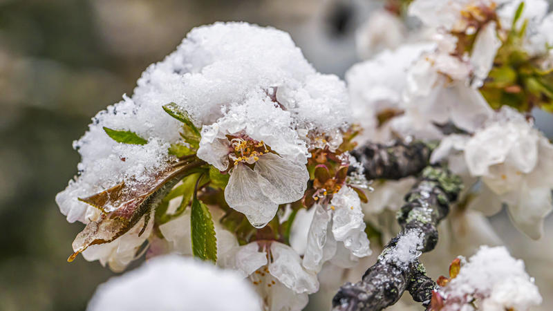  Spätwinter überrascht die Baumblüte. Klassisches Aprilwetter hat in weiten Teilen des Landes die jungen Blüten in Schnee eingehüllt. Der frühen Kirschblüte droht Schaden, der bis zu Ernteausfällen führen kann. // 06.04.2021: Europa, DEU, Deutschland