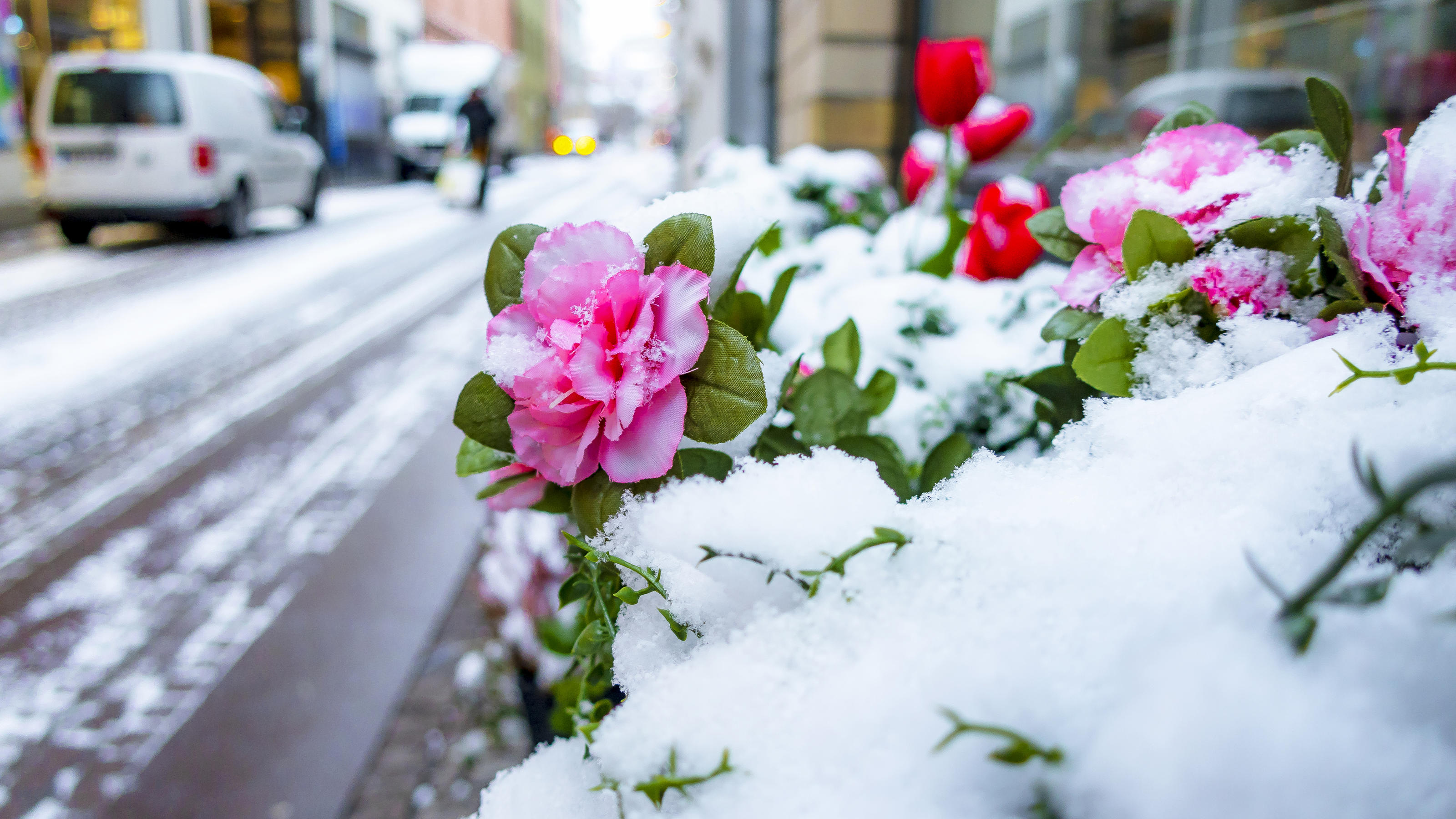 Symbolbild: Rosen im Schnee an einer Straße.